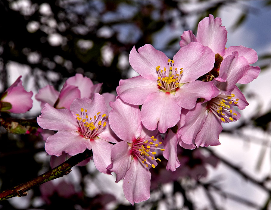 Im Januar am Wegesrand - Mandelblüten