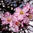 Im Januar am Wegesrand - Mandelblüten