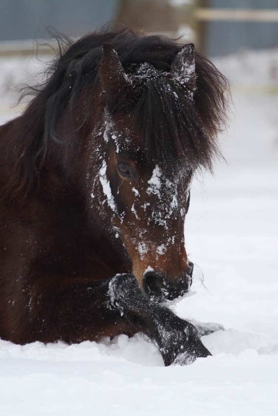 im Januar II