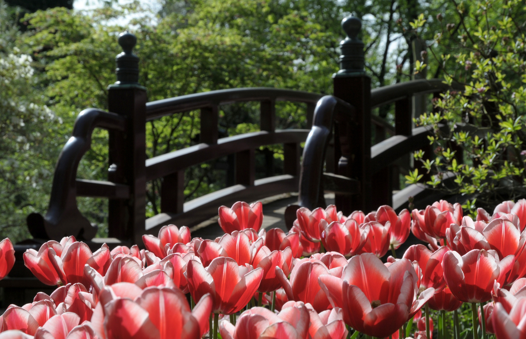 Im Japanischen Garten . . .