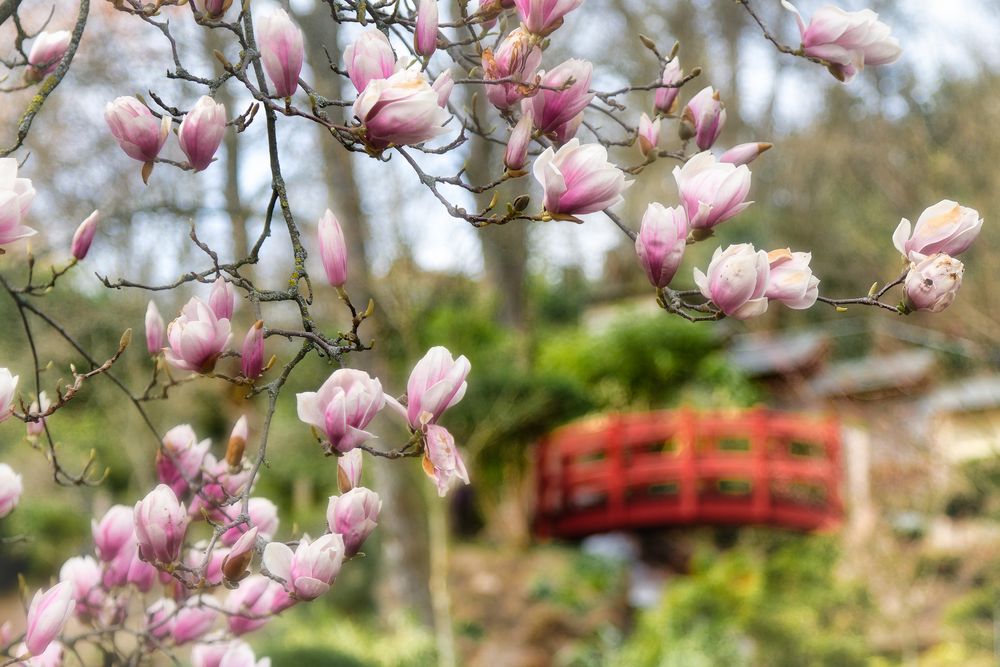 Im Japanischen Garten