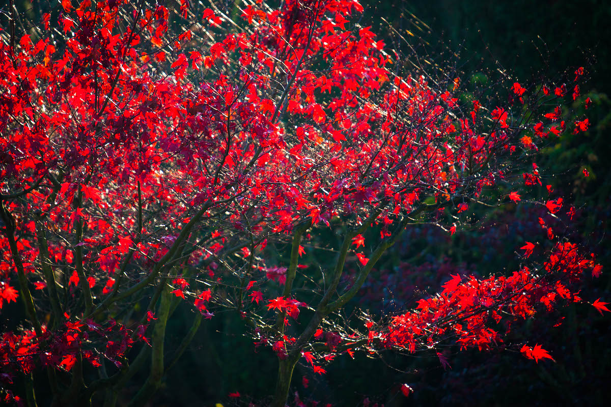 Im Japanischen Garten