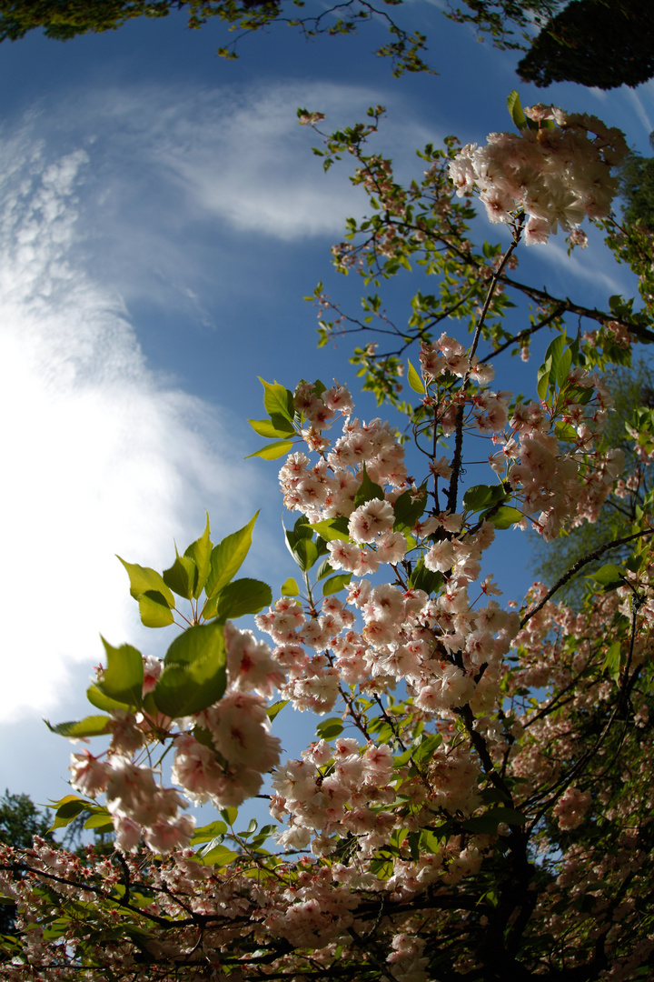 im Japanischen Garten