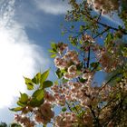 im Japanischen Garten