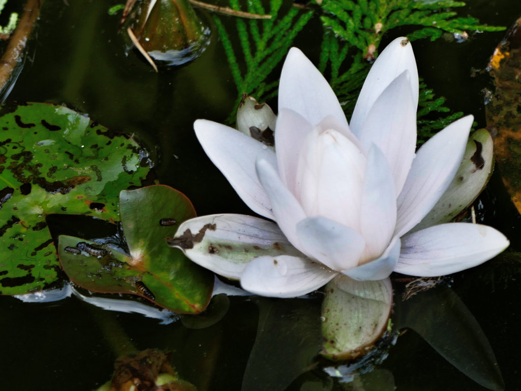 Im Japanischen Garten