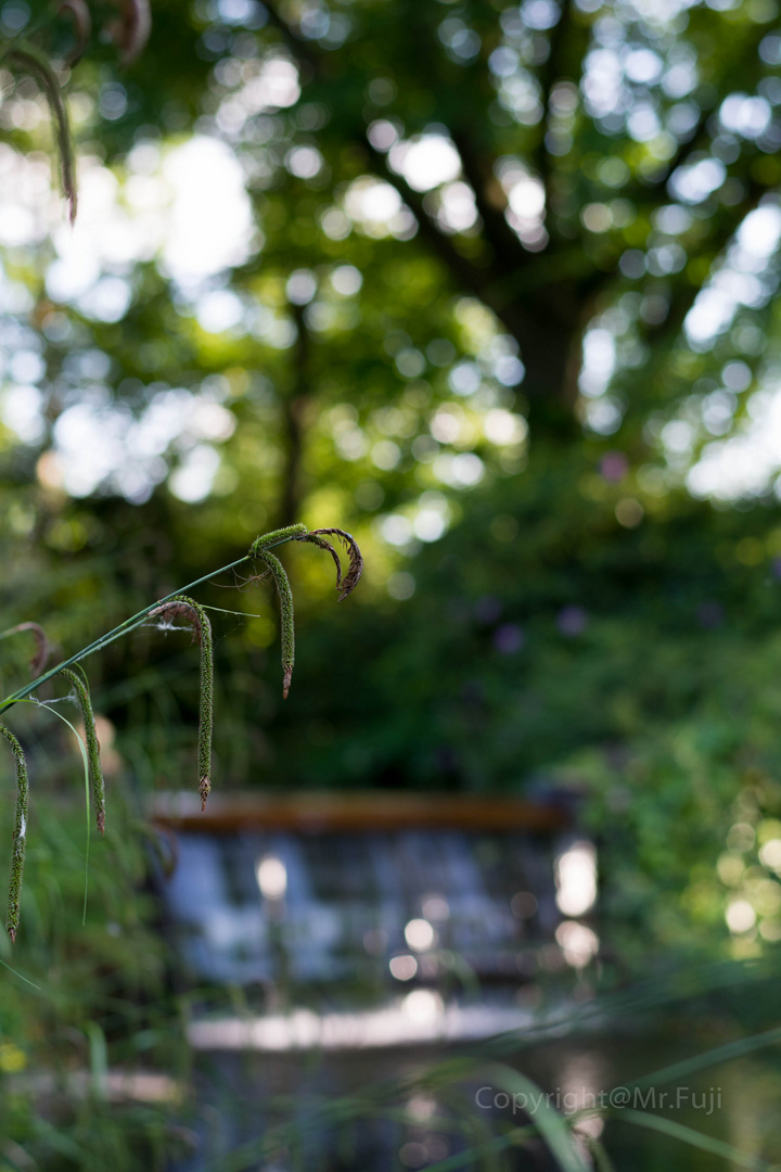 Im Japanischen Garten.