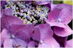 im Jardin des Plantes