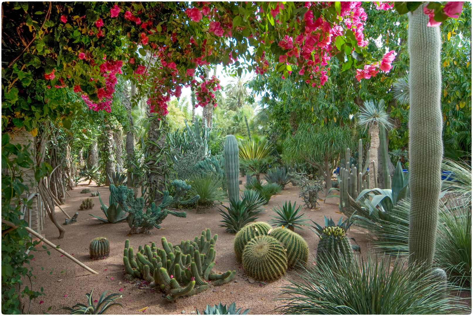 Im Jardin Majorelle Foto &amp; Bild africa, morocco, north