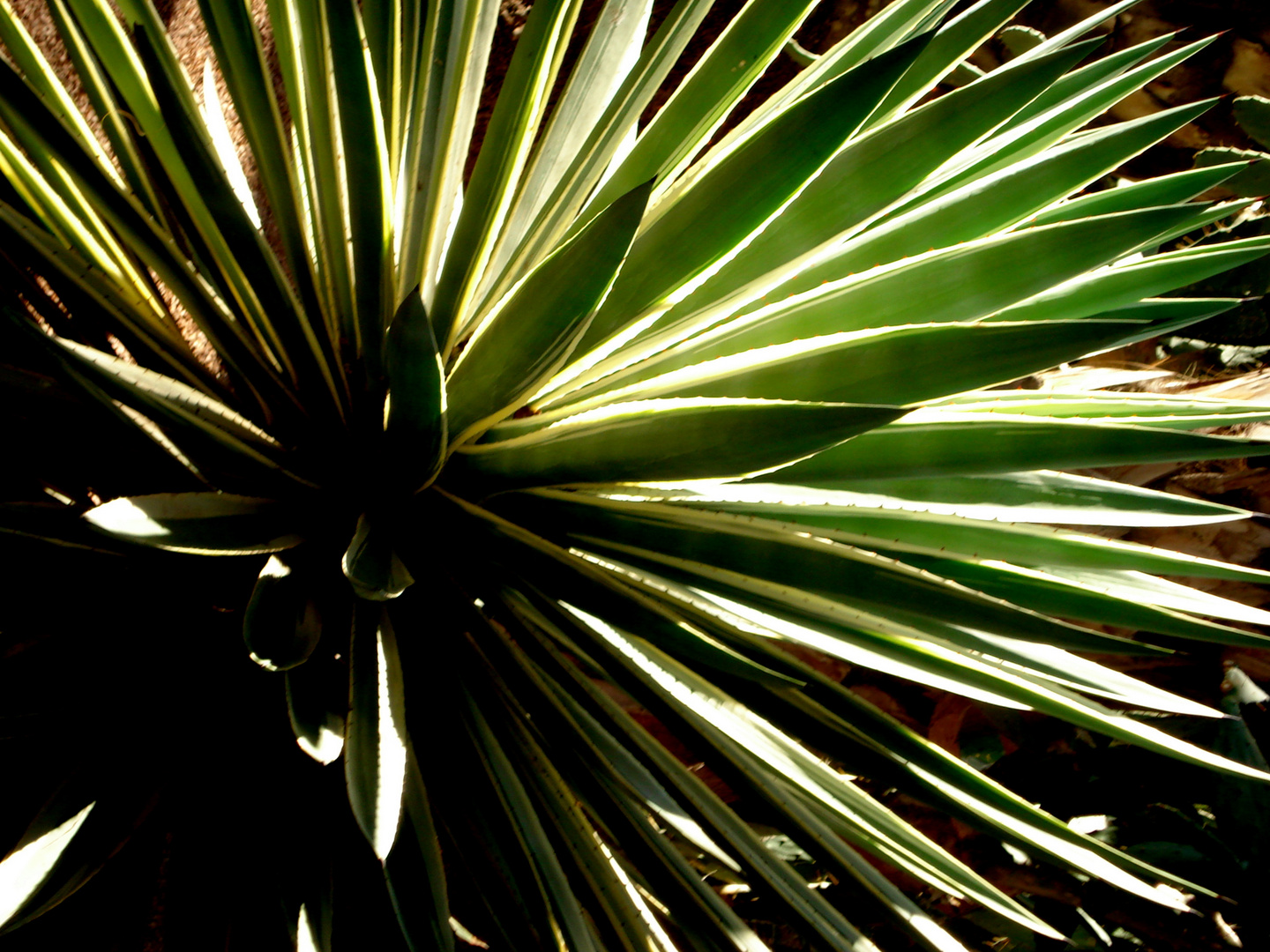 Im Jardin Majorelle