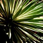 Im Jardin Majorelle