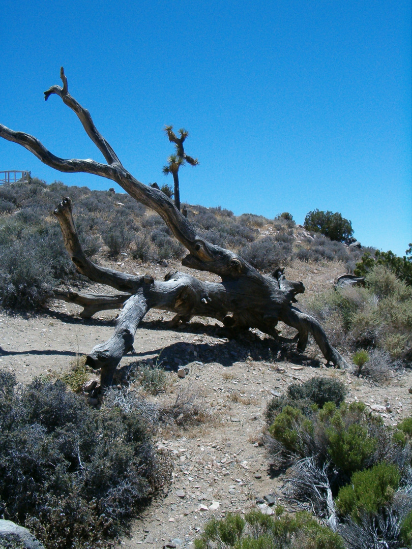 im Joshua Tree National Monument