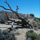 im Joshua Tree National Monument