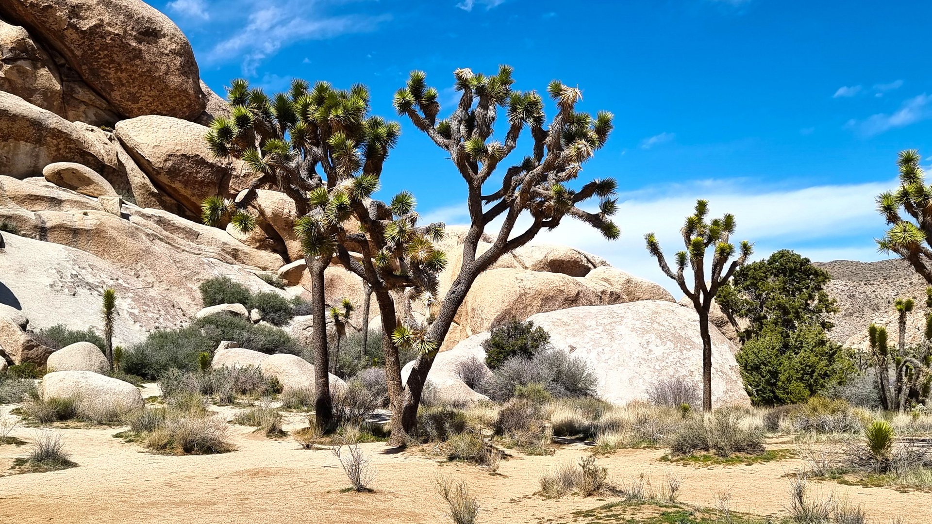 im Joshua Tree National Park