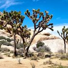 im Joshua Tree National Park