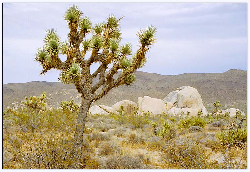 Im Joshua Tree National Park - California, USA