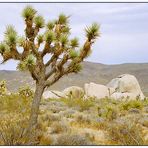 Im Joshua Tree National Park - California, USA