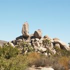 Im Joshua-Tree Nationalpark