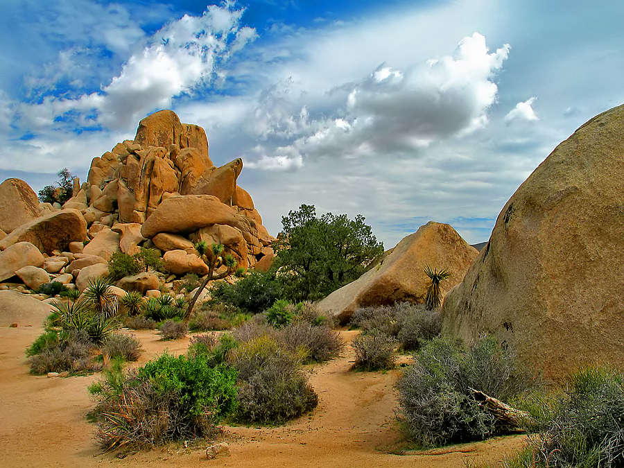 Im Joshua Tree Nationalpark