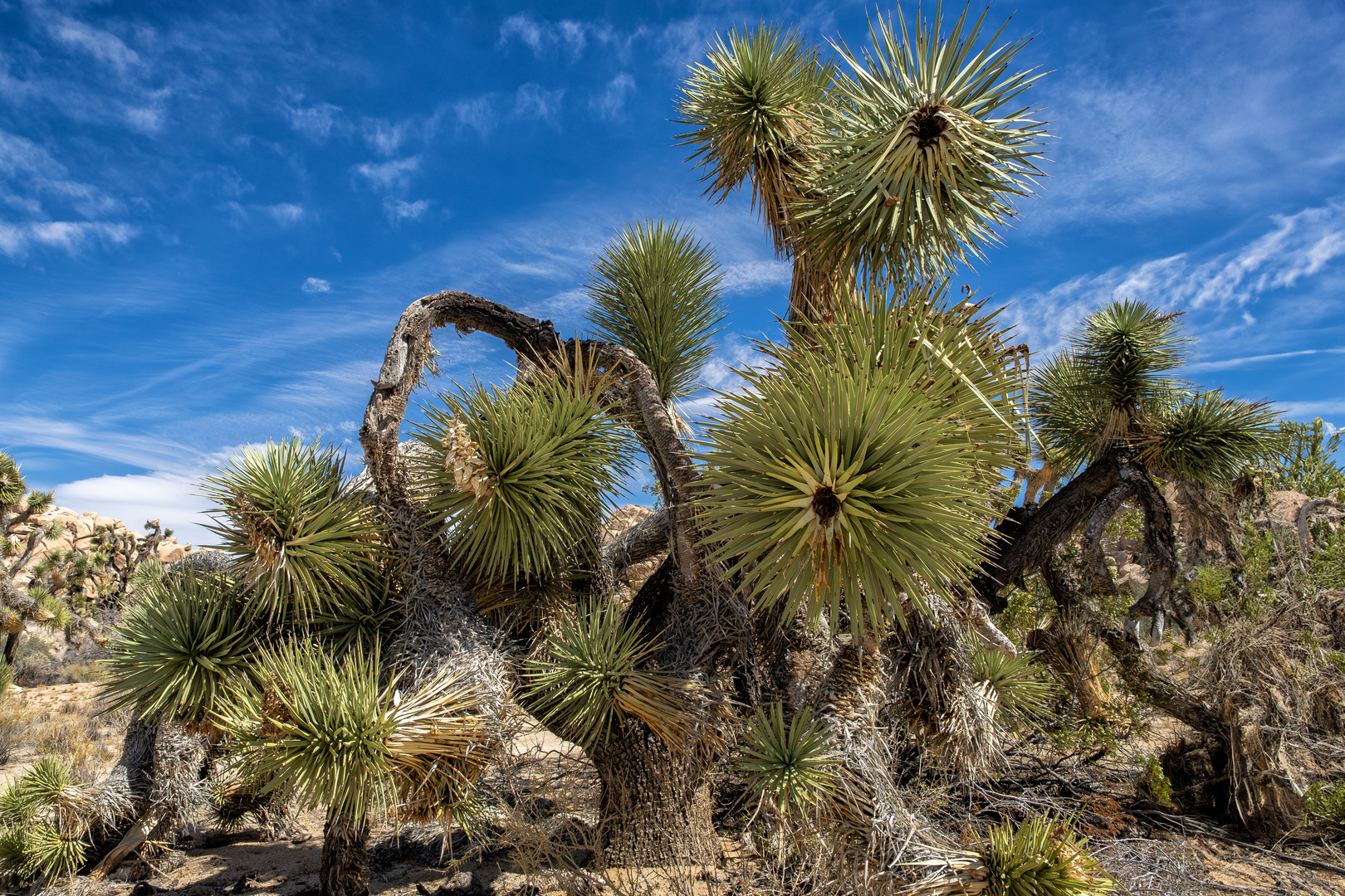 im Joshua Tree NP