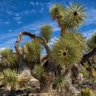 im Joshua Tree NP