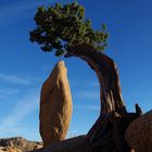 im Joshua Tree NP