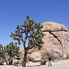 im Joshua Tree N.P.