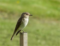 Im Juli habe ich diesen Grauschnäpper fotografiert.