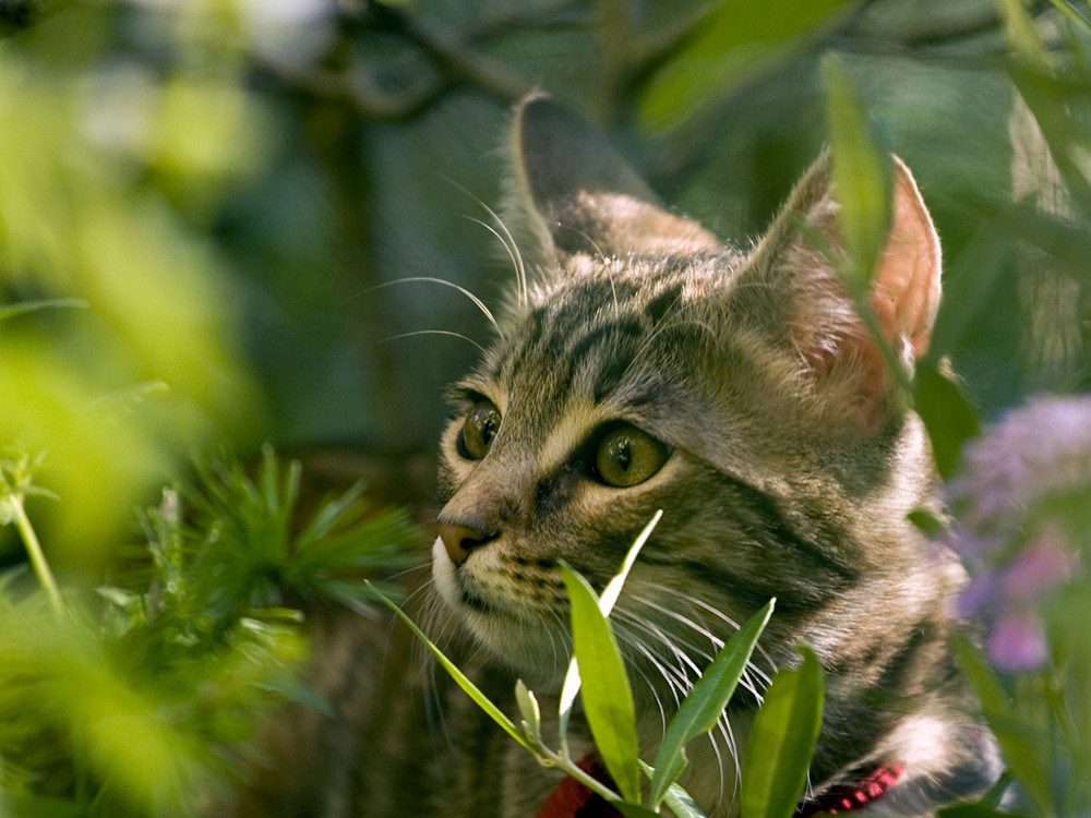 Im Jungle bin ich Zuhause...