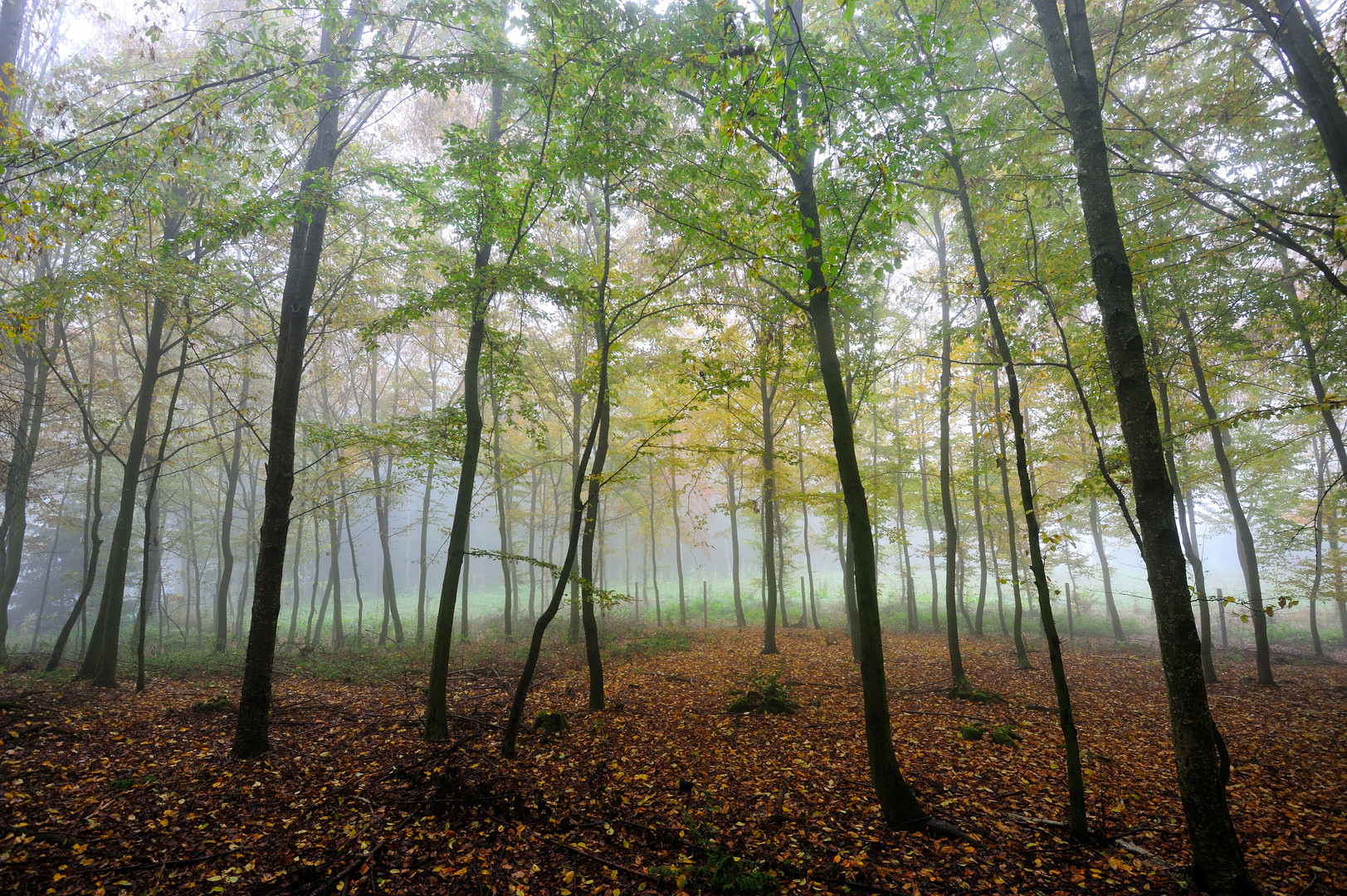 Im Jungwald an einem nebeligen Herbsttag