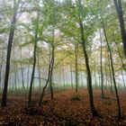 Im Jungwald an einem nebeligen Herbsttag