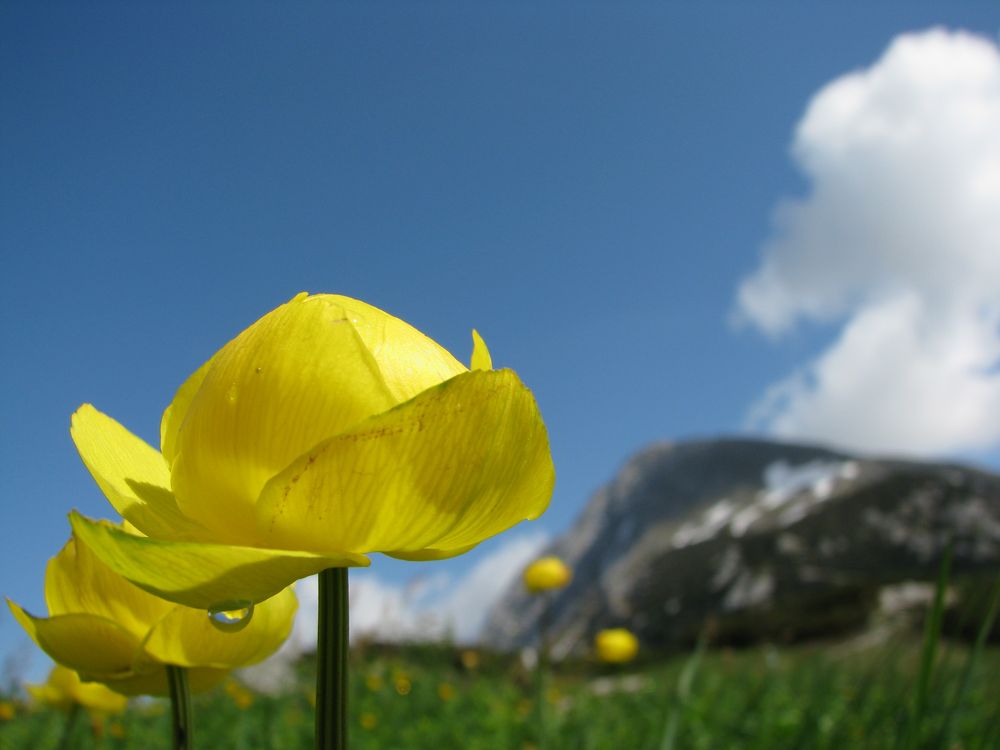 Juni Bilder Natur: Unleash Your Inner Artist with Nature's Inspiration!