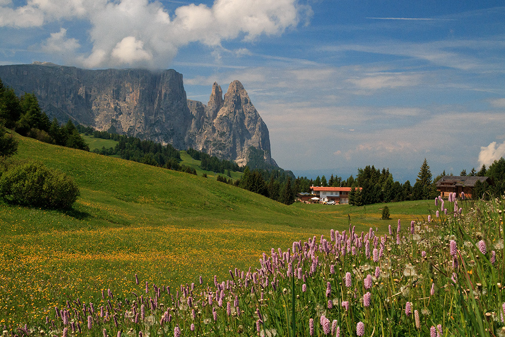 Im Juni auf der Seiser Alm...