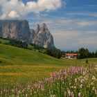 Im Juni auf der Seiser Alm...