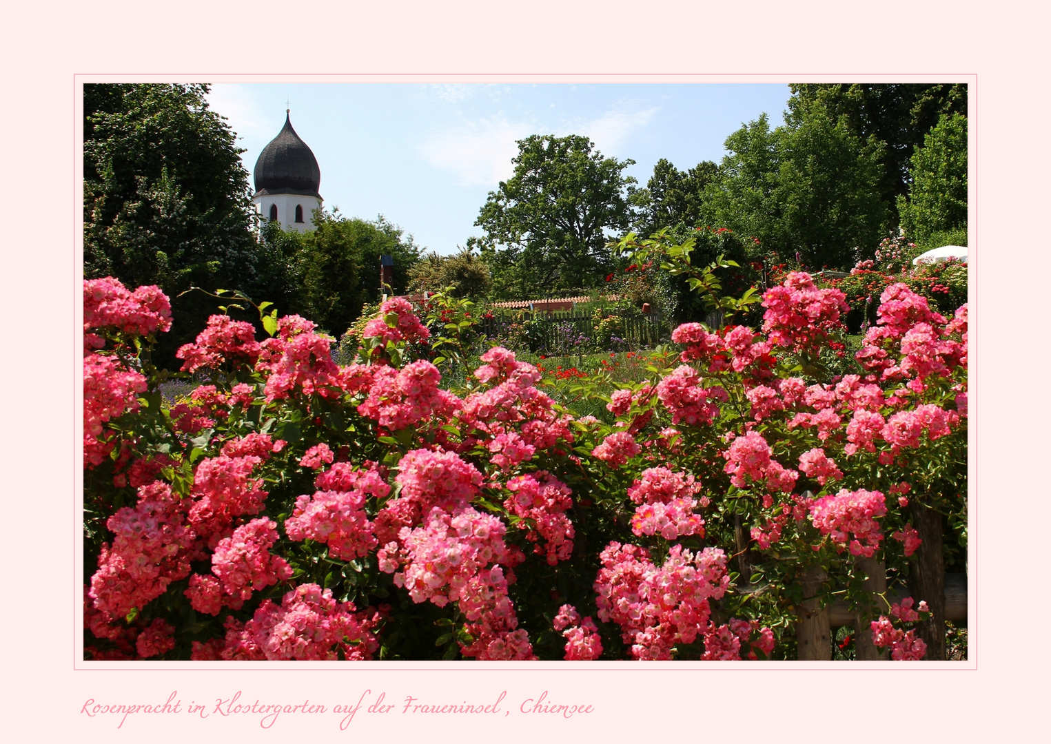 Im Juni blühen die Rosen am besten