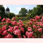 Im Juni blühen die Rosen am besten