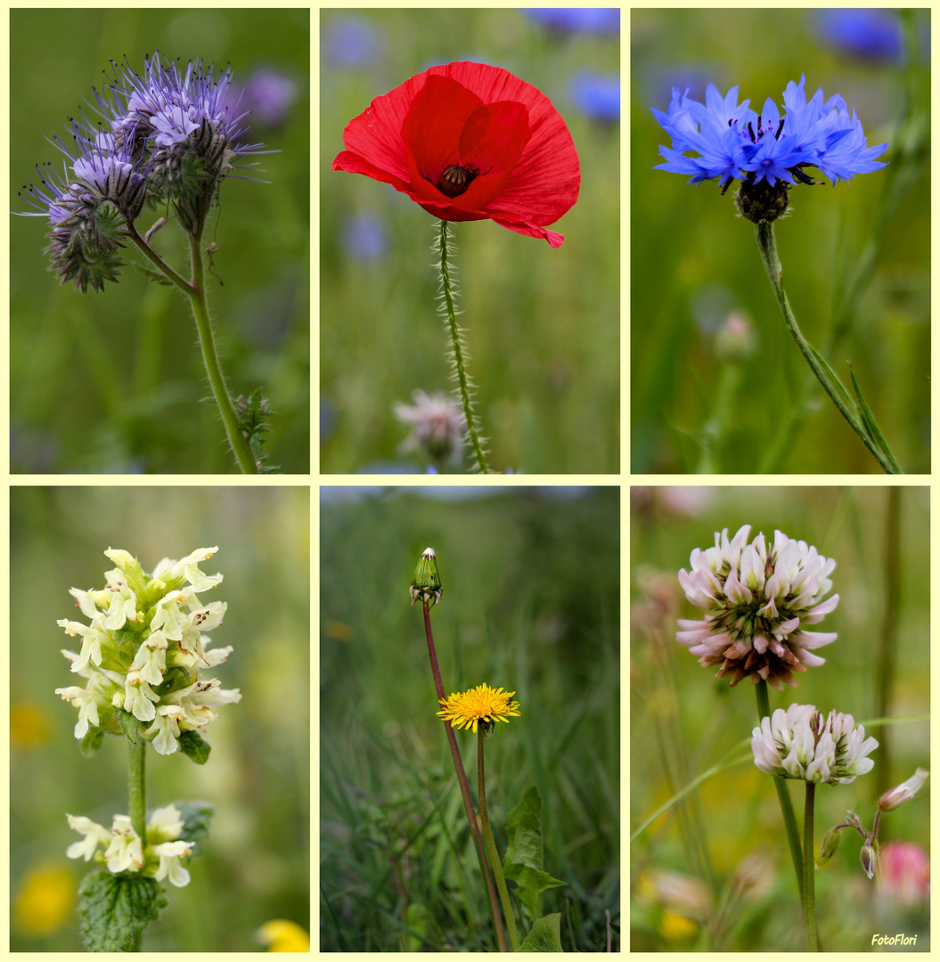 Im Juni blühen die Wiesen Foto & Bild spezial, natur, mohn Bilder auf