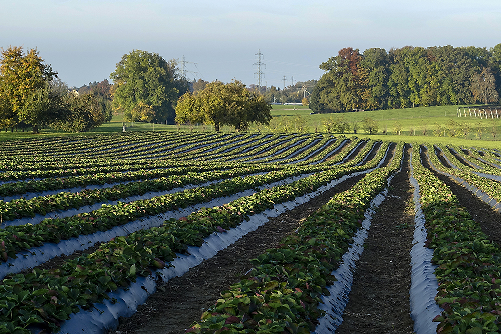 Im Juni werden hier Erdbeeren gepflückt