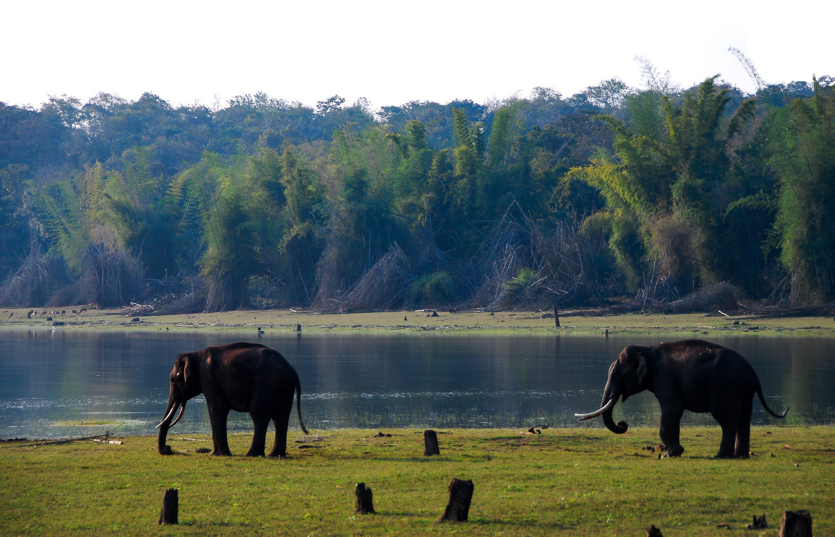 im Kabini Resovoir in Karnataka -Süd-Indien