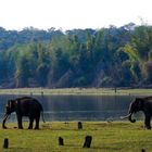 im Kabini Resovoir in Karnataka -Süd-Indien