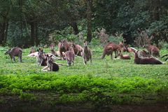 Im Känguruwald des Neuwieder Zoos