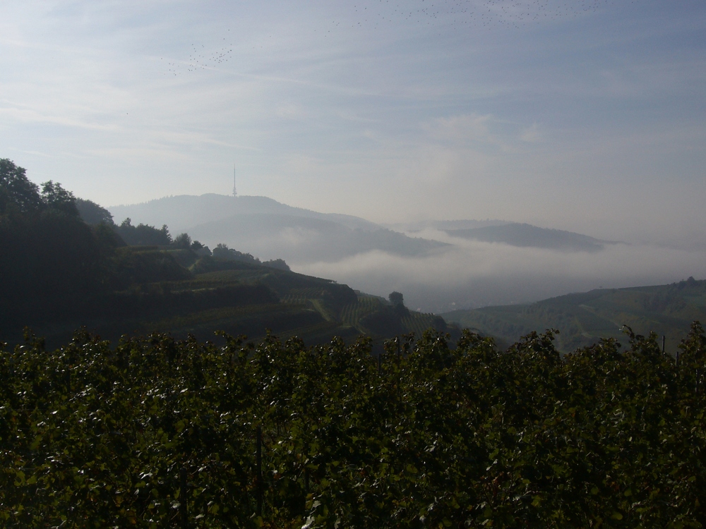 Im Kaiserstuhl!