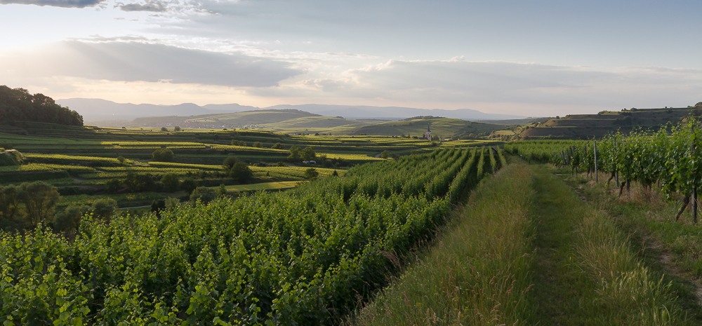 im Kaiserstuhl