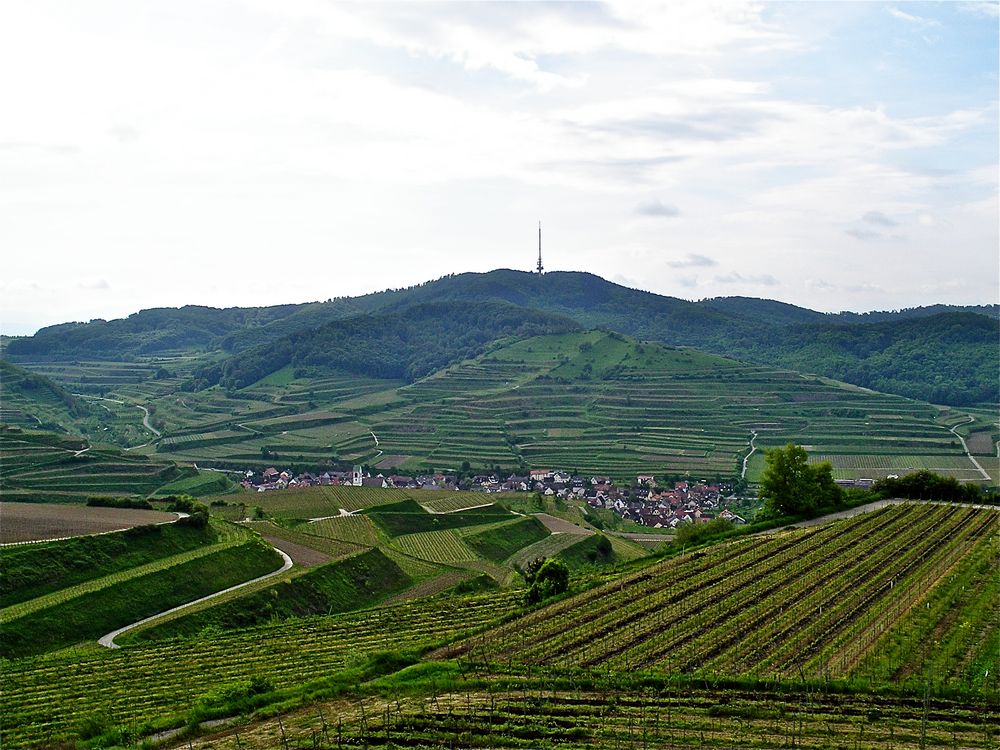 Im Kaiserstuhl