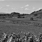 im Kaiserstuhl - Weinrebenterrassen und ein Weitblick bis zu den Vogesen