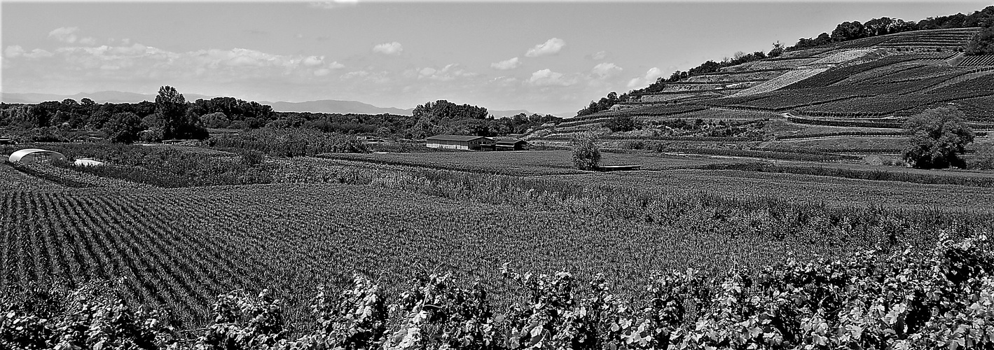 im Kaiserstuhl - Weinrebenterrassen und ein Weitblick bis zu den Vogesen