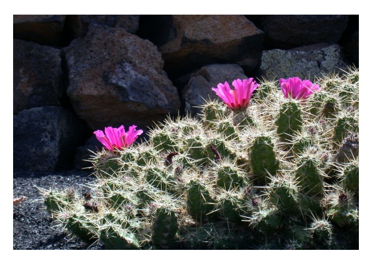 Im Kakteengarten auf Lanzarote