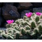 Im Kakteengarten auf Lanzarote