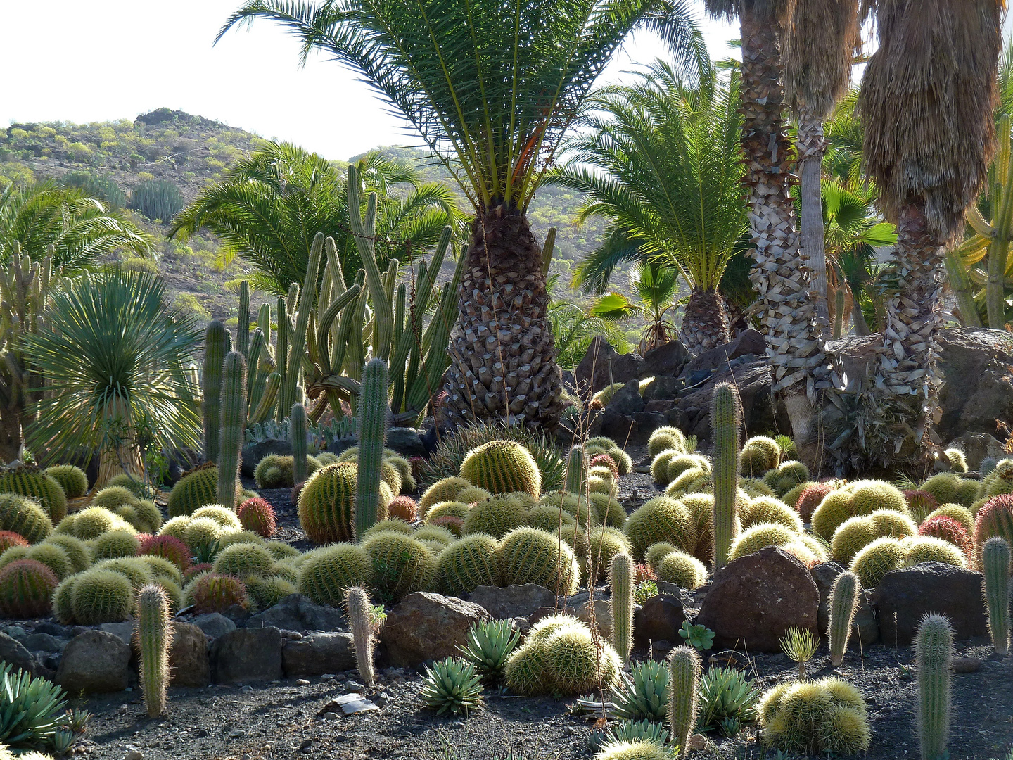 Im Kakteenpark von San Nicolas (Gran Canaria)