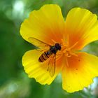 Im kalifornischen Mohn