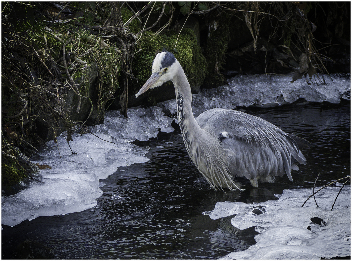 Im kalten Wasser